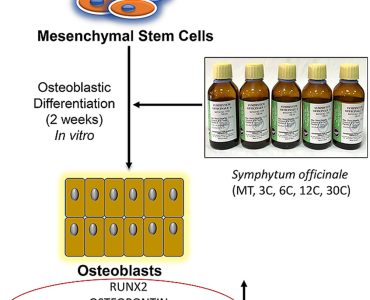 symphytum officinale science research