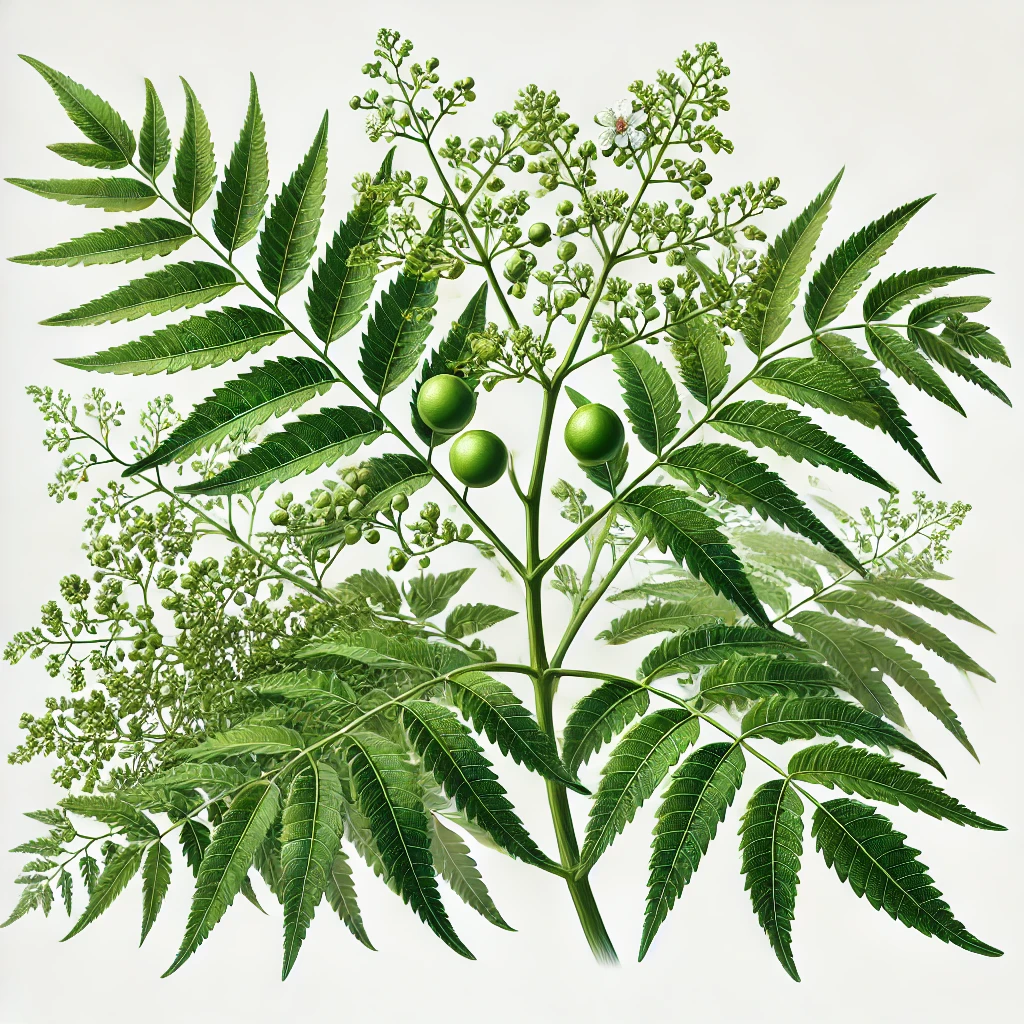 neem plant botanical illusttration