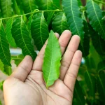 Health Benefits of Horseradish (Cochlearia Armoracia)