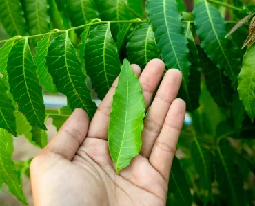 neem leaves