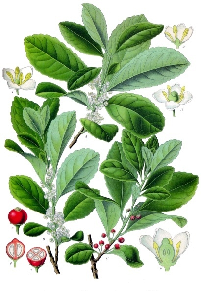mate ilex paraguariensis herb