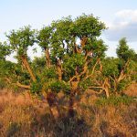 83 Natural Health Tips: Complete Guide on How to Stay Healthy and Boost Your Lifestyle