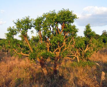 mate ilex paraguariensis