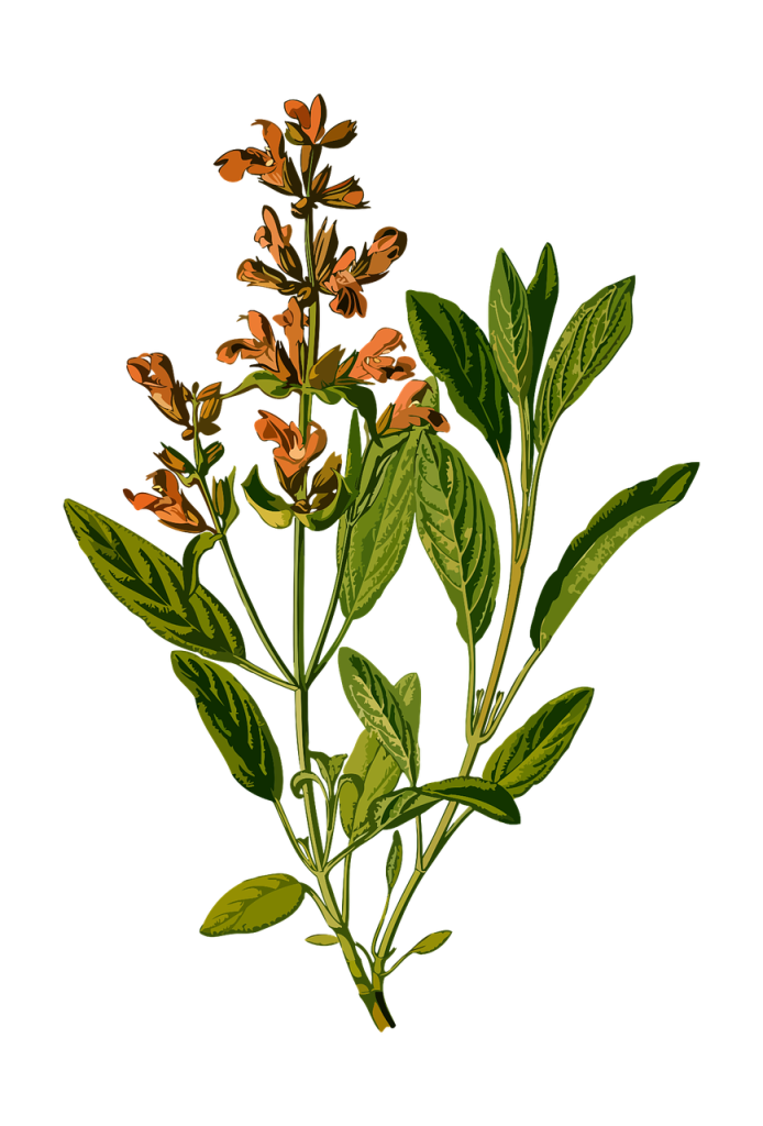 what does sage look like