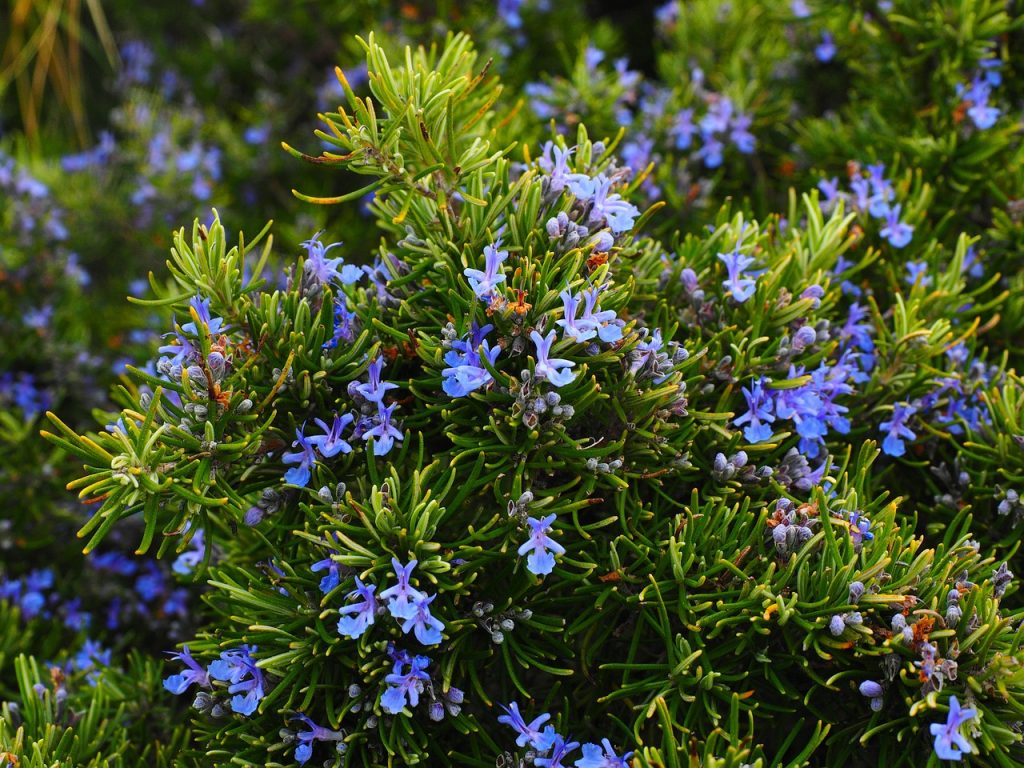 rosemary benefits