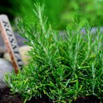 Salvia officinalis, the common sage or sage: Health benefits, How to Grow, Potential Risks