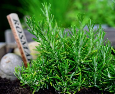 rosemary featured image fr the article about its uses