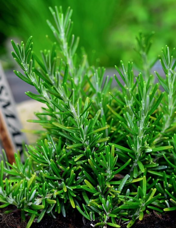 rosemary featured image fr the article about its uses
