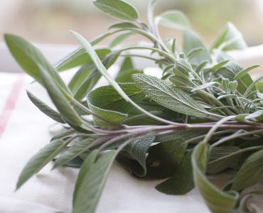 Sage plant
