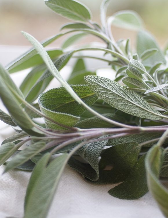 Sage plant