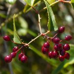 Schisandra – Uses, Side Effects